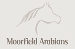 Based in South Cheshire Moorfield Arabians is the Arabian showing yard for competition trainer and rider Emily Cooper. With considerable experience of varying disciplines within the equine world the focus of the yard is in training and competing pure-bred, part-bred and anglo-arabs and producing them for top level competition.