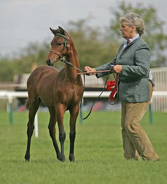 Pickmere Nashira, by Pickmere Sirocco - Supreme Champion Foal at the 2011 Northern Counties Pony of the Year Show